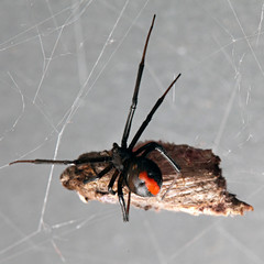 Spider, Red-back with prey suspended in its web
