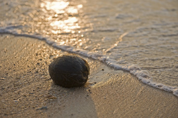 Coconut on the beach