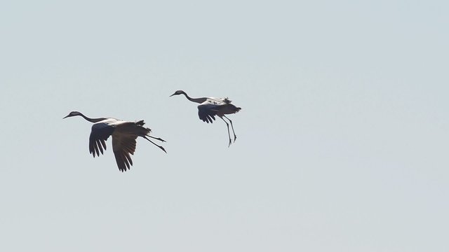 Kraniche im Flug