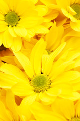 chrysanthemums as background