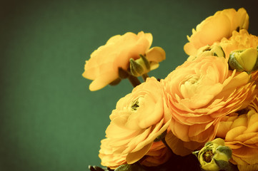 Yellow ranunculus flowers