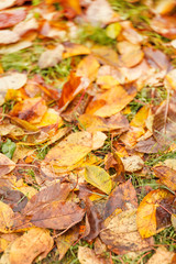 autumn leaves on ground for background