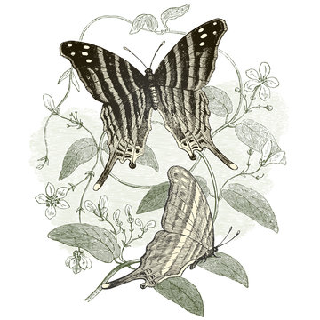 Les papillons