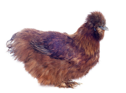 poule n&egrave;gre soie chocolat