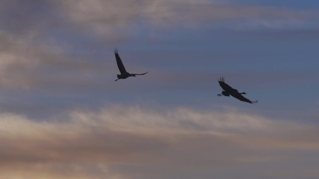 Wasserv&ouml;gel im Sonnenaufgang