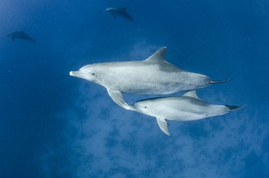female dolphin swims with young dolphin