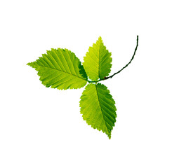 Branch with young spring leaves in sunlight