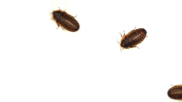 Cockroaches walking on a white background