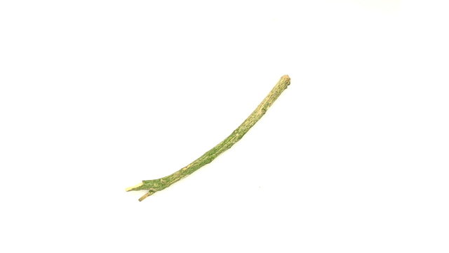 Top view of Woodlice on white background