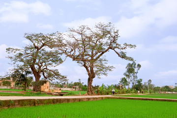 Red Silk Cotton Flower - Latin name is Bombax Ceiba