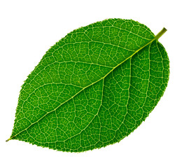 Green leaf on a white background