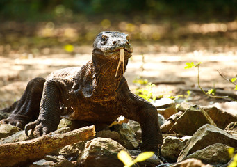 Komodo Dragon