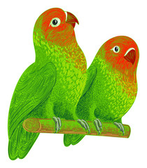 Parrots --- two Nyasa Lovebirds