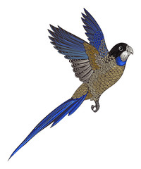 Naklejka premium Parrot --- Northern Rosella