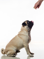 dog waiting for reward