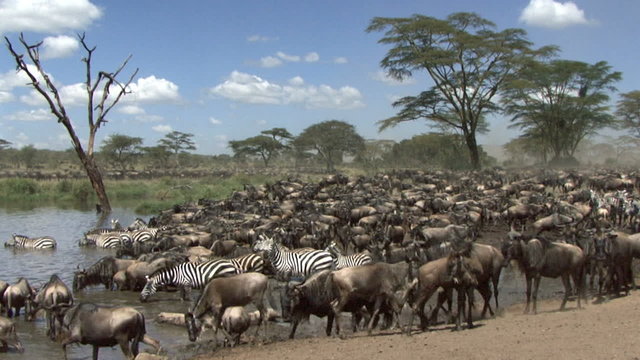 Herd of wildebeest and zebras resting at the river