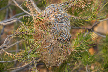 Processionary caterpillar