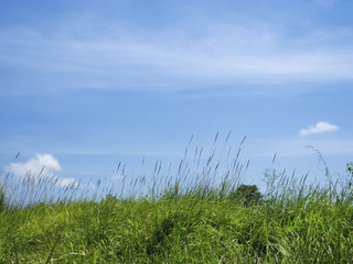 Obraz na płótnie Canvas green grass blue sky background