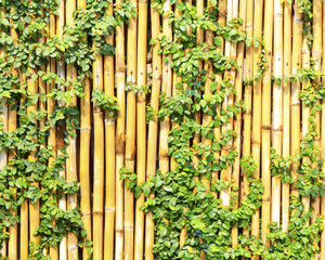 Plants on a bamboo wall