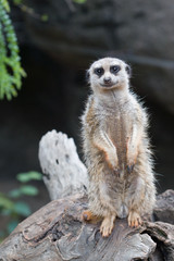 Inquisitive Meerkat