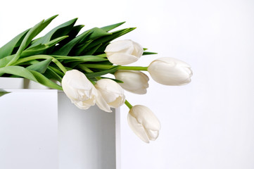 White Tulips