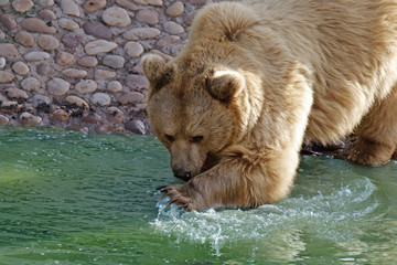 brown bear playing with the water