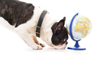 Dog with world map over white background