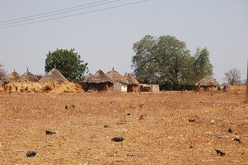 Brousse ouest-africaine