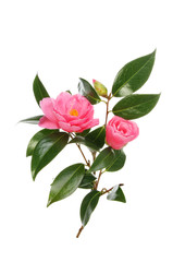 Camellia