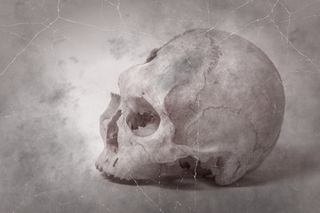 Side view of human skull old photo
