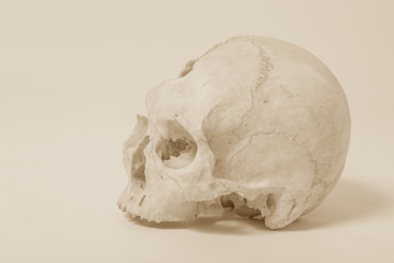 Side view of human skull