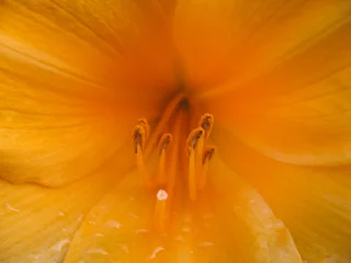Photo sur Plexiglas Macro pollinisation des pétales de fleurs tropicales jaunes