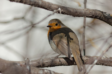 portrait of a robin