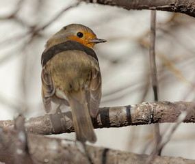 curious robin closeup