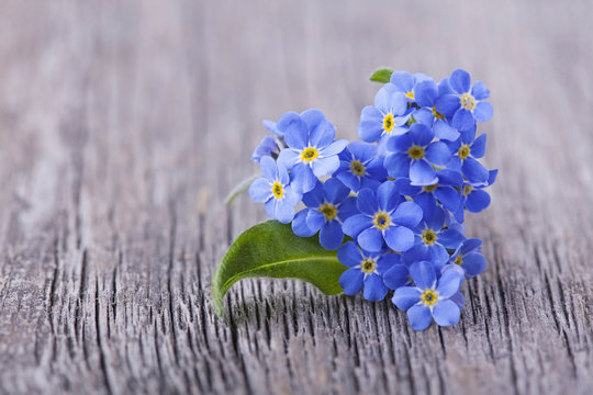 Forgetmenot Flowers