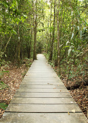 wooden boardwalk in forest