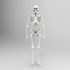 Human Skull