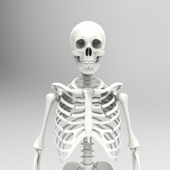 Human Skull