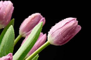 Naklejka premium Tulipany na czarnym tle