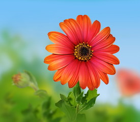 Floraison printanière