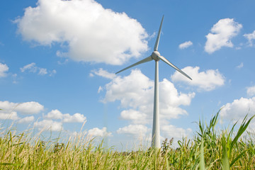Wind Turbines in blue sky and fresh crops