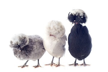 poules hollandaises © cynoclub