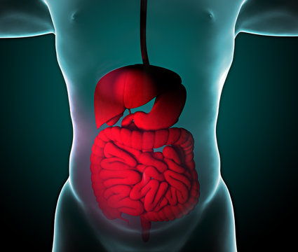 Intestino, apparato digerente, stomaco, esofago, duodeno, colon con ombra  allungata. Anatomia umana. Corpo umano, vista ai raggi x Stock Illustration