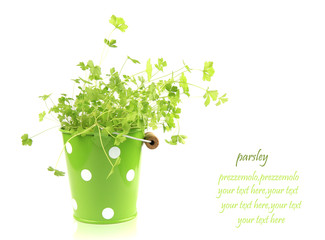 Prezzemolo nel secchiello