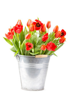 Colorful tulips in a bucket isolated on a white background