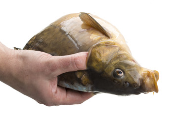 Raw fish carp