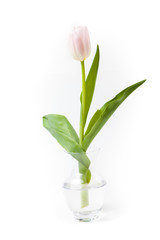 tulip in the vase