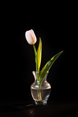 tulip in the vase