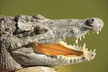 Photo sur Plexiglas Crocodile Gros plan du crocodile