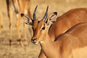 Impala, common - A young ram from Africa